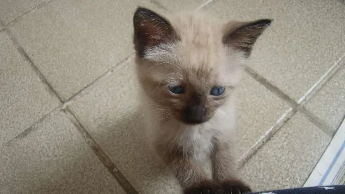 Gato ra a  idade Abaixo de 2 meses nome Jolie