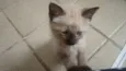Jolie