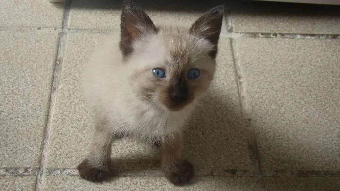 Gato ra a  idade Abaixo de 2 meses nome Jolie