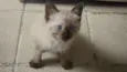 Jolie