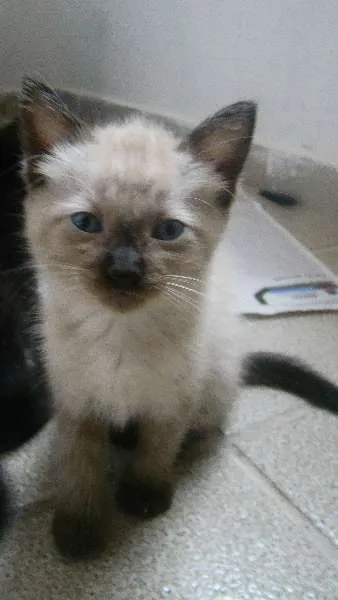 Gato ra a  idade Abaixo de 2 meses nome Jolie