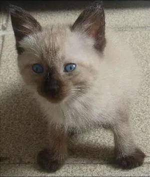 Gato raça  idade Abaixo de 2 meses nome Jolie