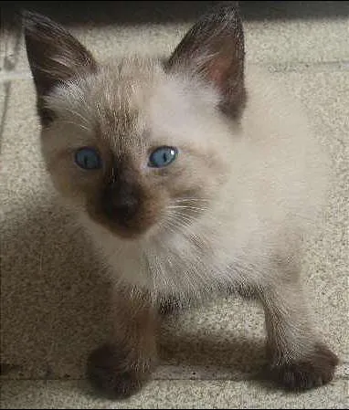 Gato ra a  idade Abaixo de 2 meses nome Jolie