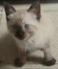 Jolie