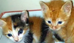 Gato raça SRD idade Abaixo de 2 meses nome Barbie e Garfield
