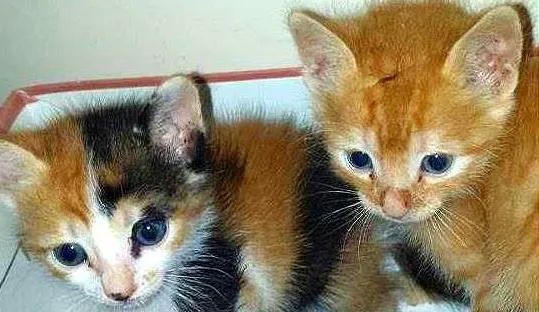 Gato ra a SRD idade Abaixo de 2 meses nome Barbie e Garfield