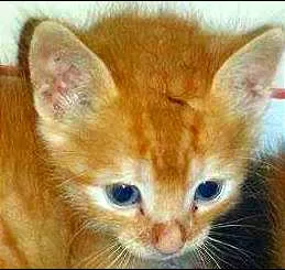 Gato raça SRD idade Abaixo de 2 meses nome Garfield