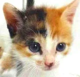 Gato raça SRD idade Abaixo de 2 meses nome Barbie