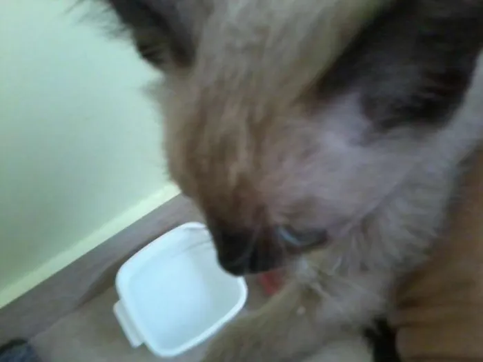 Gato ra a Siamês idade Abaixo de 2 meses nome Filhotinho