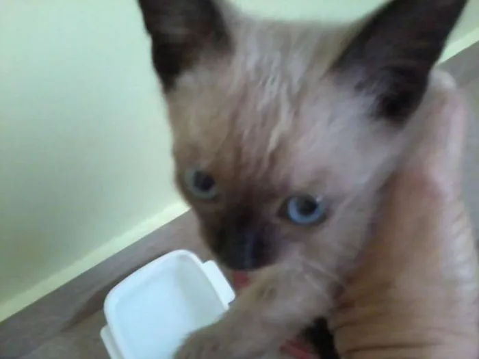 Gato ra a Siamês idade Abaixo de 2 meses nome Filhotinho