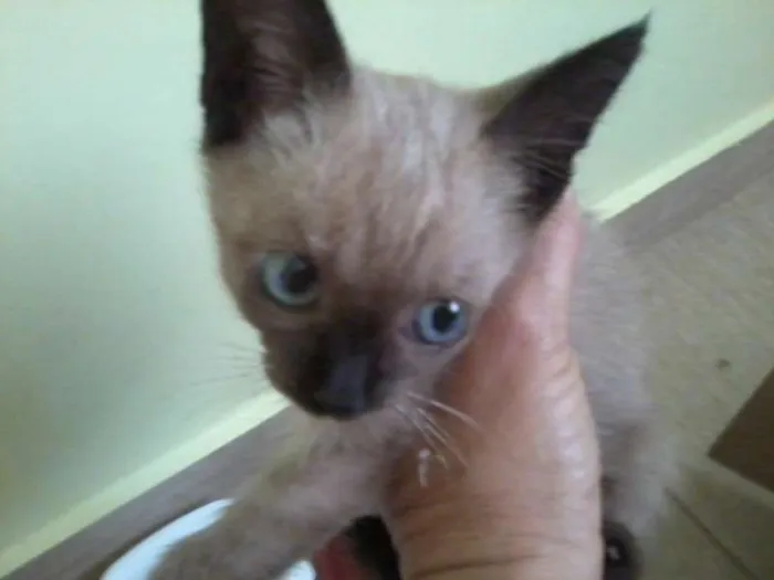 Gato ra a Siamês idade Abaixo de 2 meses nome Filhotinho
