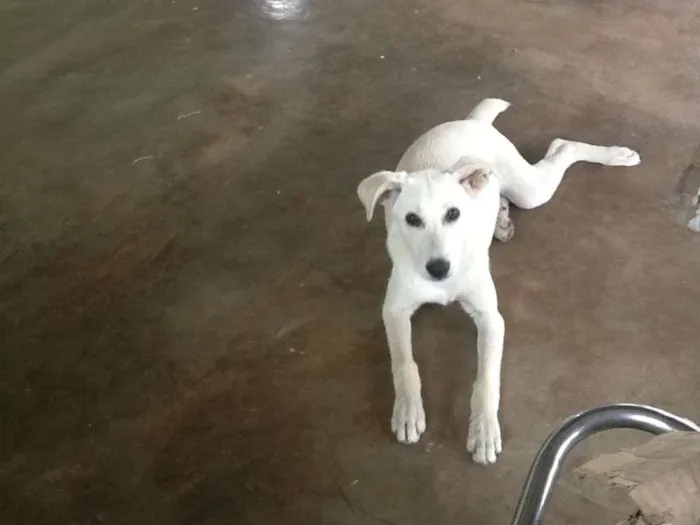 Cachorro ra a Desconhecida idade 7 a 11 meses nome Branquinha