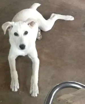 Cachorro raça Desconhecida idade 7 a 11 meses nome Branquinha
