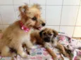 Princesas