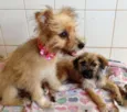 Princesas