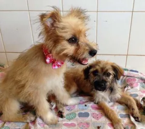 Cachorro raça SRD idade  nome Princesas