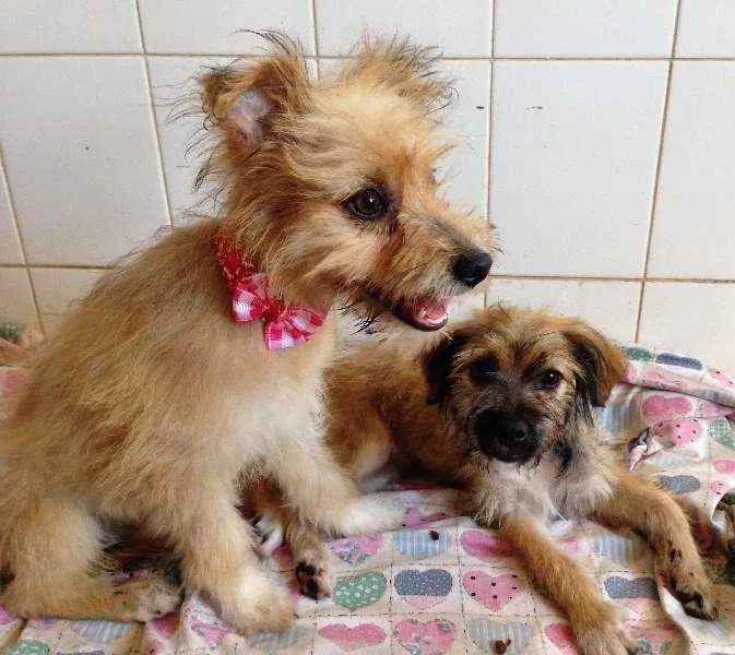 Cachorro ra a SRD idade  nome Princesas