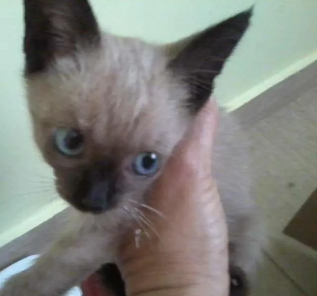 Gato ra a Siamês idade Abaixo de 2 meses nome Filhotinho