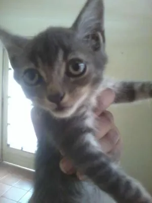 Gato raça SRD idade Abaixo de 2 meses nome Sem nome