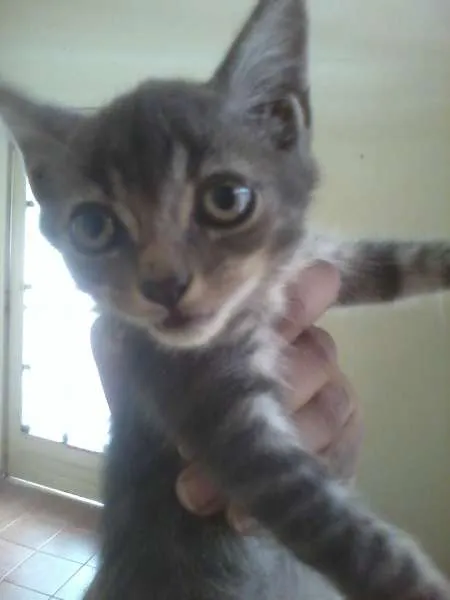 Gato ra a SRD idade Abaixo de 2 meses nome Sem nome