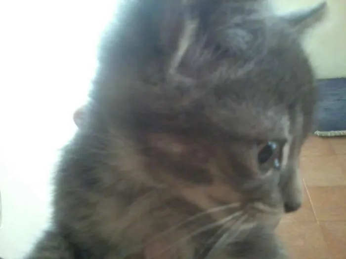 Gato ra a SRD idade Abaixo de 2 meses nome Sem nome