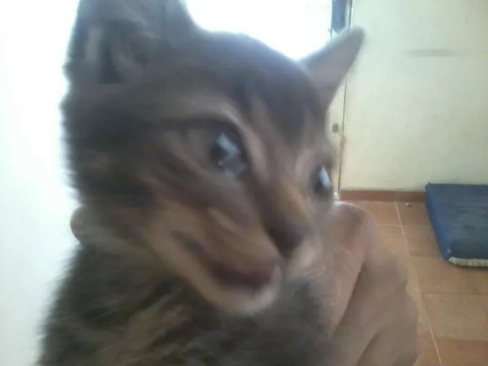 Gato ra a SRD idade Abaixo de 2 meses nome Sem nome