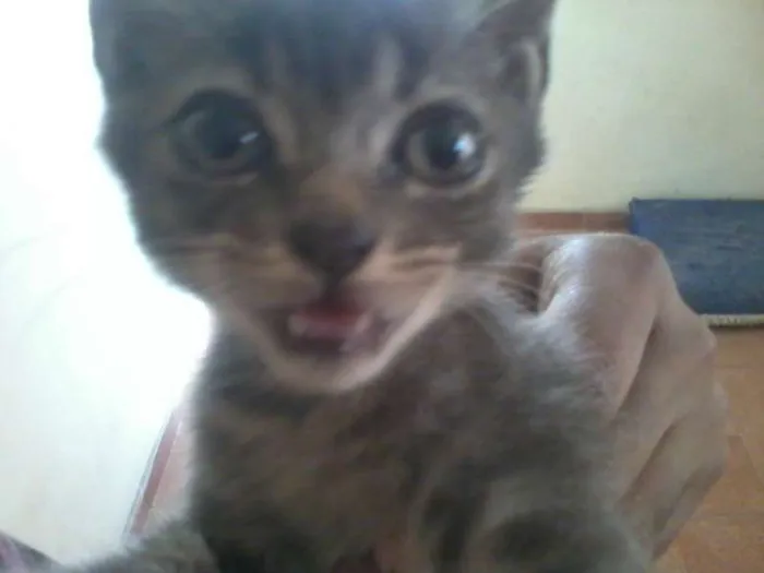 Gato ra a SRD idade Abaixo de 2 meses nome Sem nome