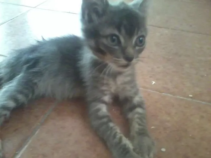 Gato ra a SRD idade Abaixo de 2 meses nome Sem nome