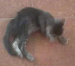 Gato ra a SRD idade Abaixo de 2 meses nome Sem nome
