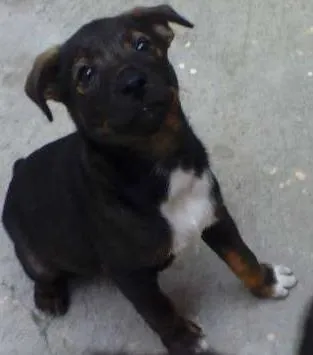Cachorro ra a Indefinida idade Abaixo de 2 meses nome Sem nome