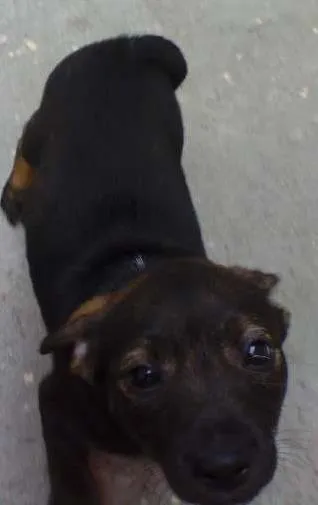 Cachorro ra a Indefinida idade Abaixo de 2 meses nome Sem nome
