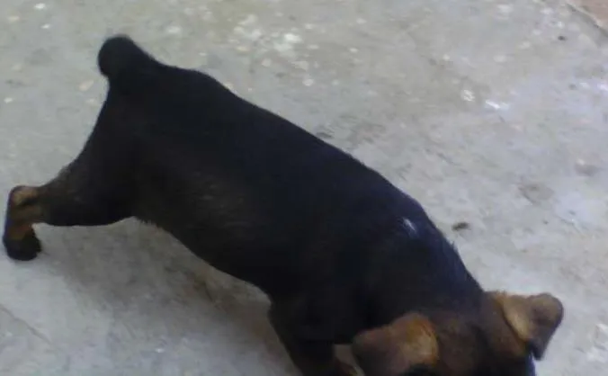 Cachorro ra a Indefinida idade Abaixo de 2 meses nome Sem nome