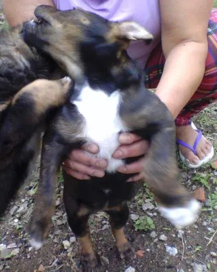 Cachorro ra a Indefinida idade Abaixo de 2 meses nome Sem nome