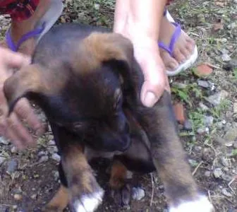 Cachorro ra a Indefinida idade Abaixo de 2 meses nome Sem nome