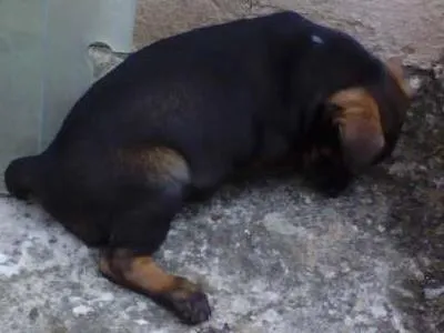 Cachorro ra a Indefinida idade Abaixo de 2 meses nome Sem nome