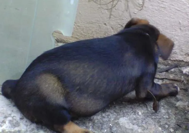 Cachorro ra a Indefinida idade Abaixo de 2 meses nome Sem nome