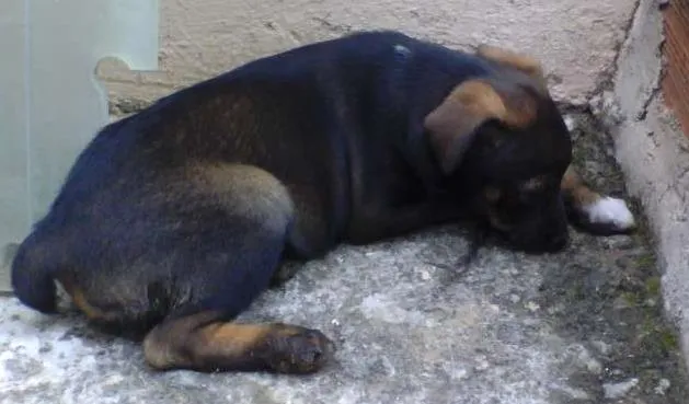 Cachorro ra a Indefinida idade Abaixo de 2 meses nome Sem nome