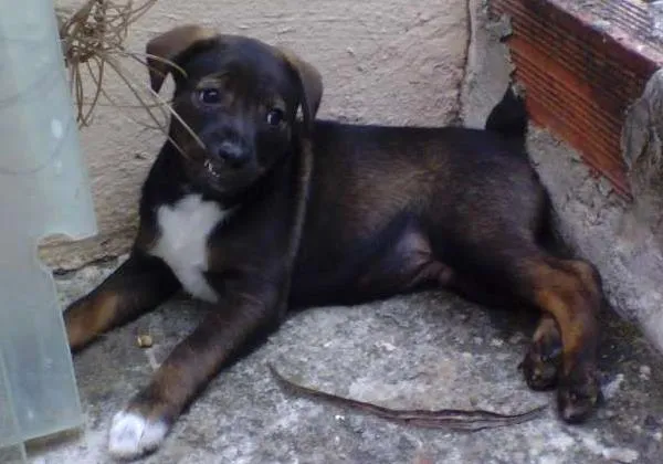 Cachorro ra a Indefinida idade Abaixo de 2 meses nome Sem nome
