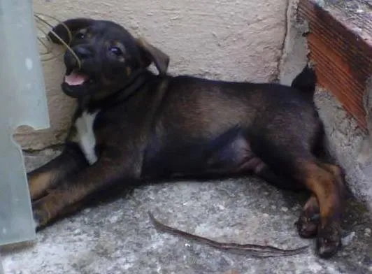 Cachorro ra a Indefinida idade Abaixo de 2 meses nome Sem nome