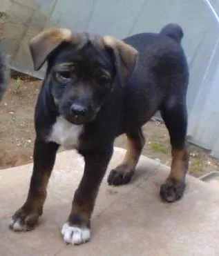 Cachorro ra a Indefinida idade Abaixo de 2 meses nome Sem nome