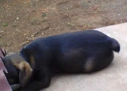 Cachorro ra a Indefinida idade Abaixo de 2 meses nome Sem nome