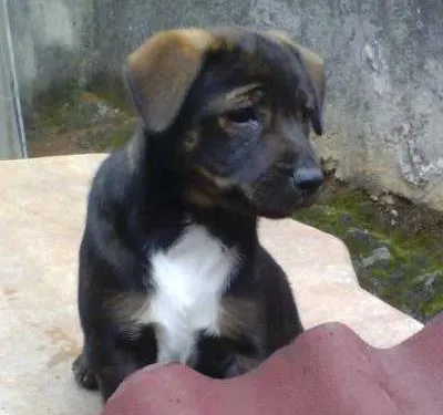 Cachorro ra a Indefinida idade Abaixo de 2 meses nome Sem nome