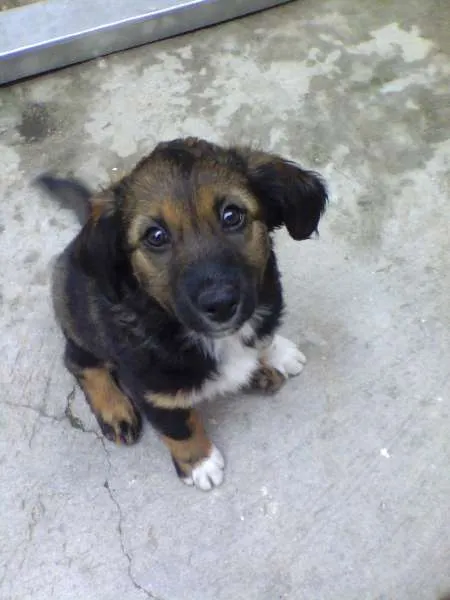 Cachorro ra a Indefinida idade Abaixo de 2 meses nome Sem nome
