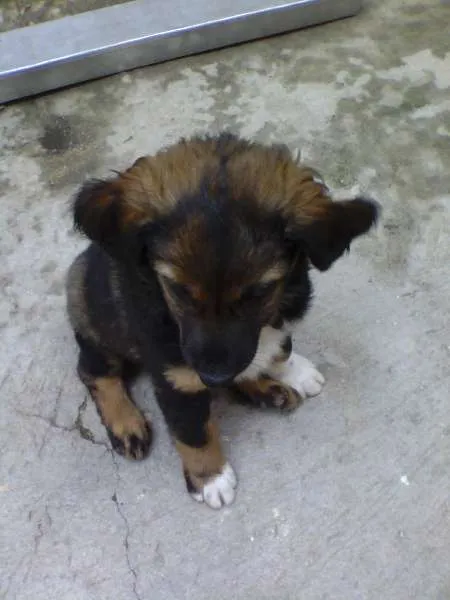 Cachorro ra a Indefinida idade Abaixo de 2 meses nome Sem nome