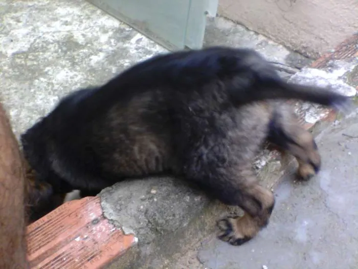 Cachorro ra a Indefinida idade Abaixo de 2 meses nome Sem nome