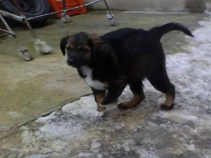 Cachorro ra a Indefinida idade Abaixo de 2 meses nome Sem nome