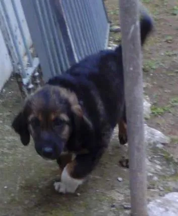 Cachorro ra a Indefinida idade Abaixo de 2 meses nome Sem nome