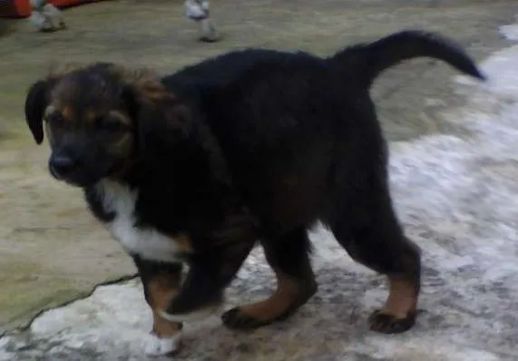 Cachorro ra a Indefinida idade Abaixo de 2 meses nome Sem nome