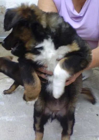 Cachorro ra a Indefinida idade Abaixo de 2 meses nome Sem nome
