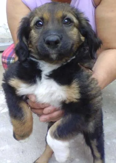 Cachorro ra a Indefinida idade Abaixo de 2 meses nome Sem nome